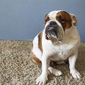 Chien tapis